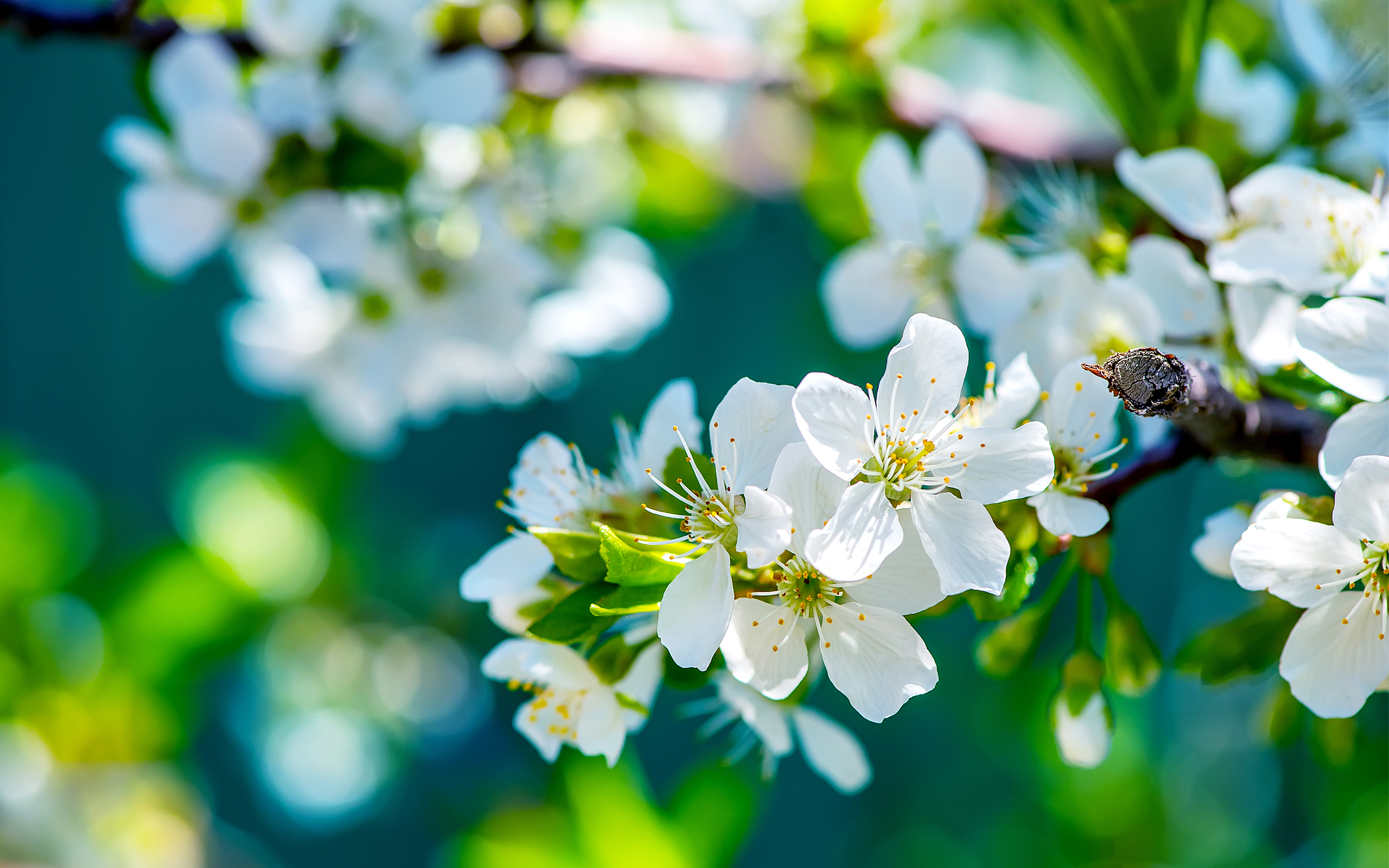 Apple Flowers879649885